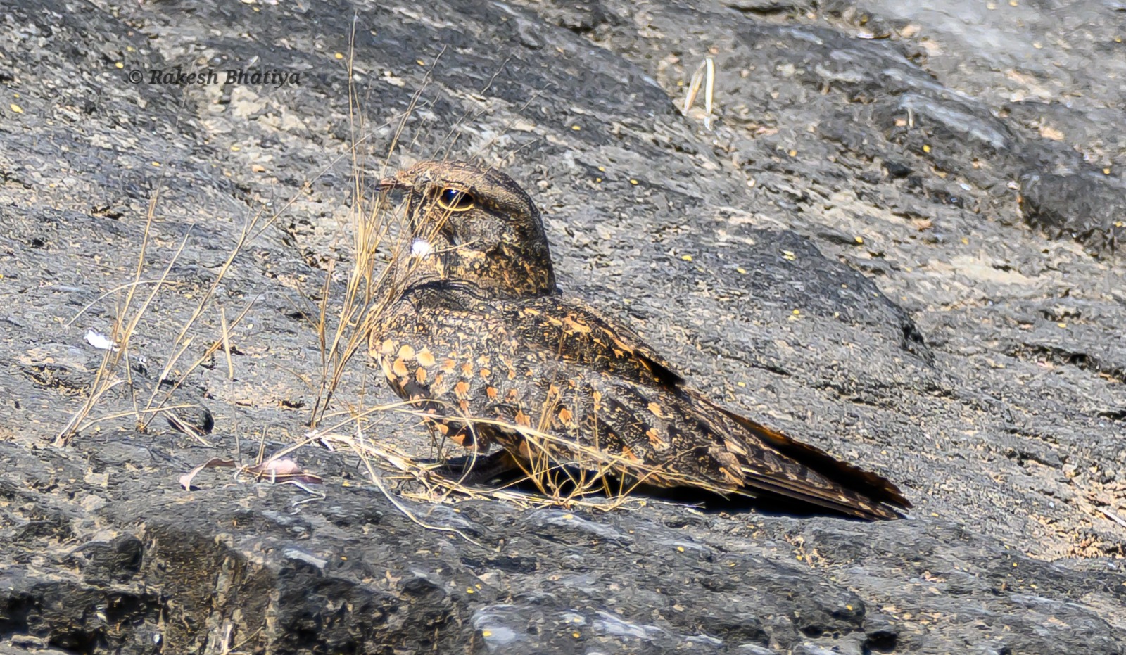 Savanna Nightjar